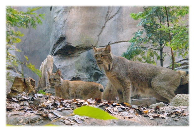Un chaton lynx est né dans la nuit du 26 au 27 mai, en pleine santé, au Biodôme de Montréal